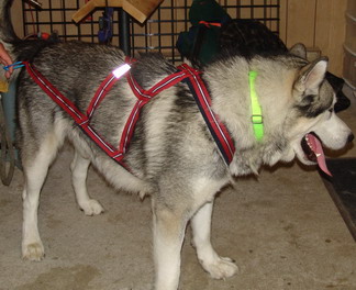 Equipement Pour Chien De Traineau Equipement Pour Chien De Traineau